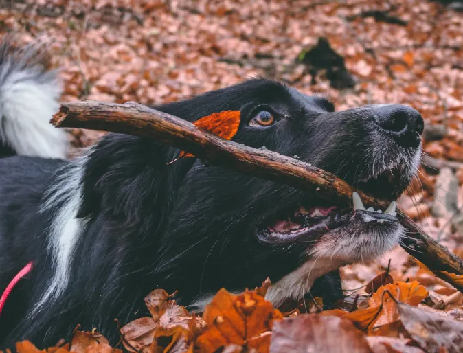 A black dog playing in the fall leaves with a stick in its mouth